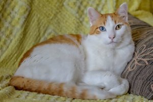 Eterocromia in cani e gatti