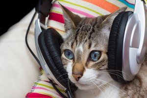 La musica fa bene ai gatti?