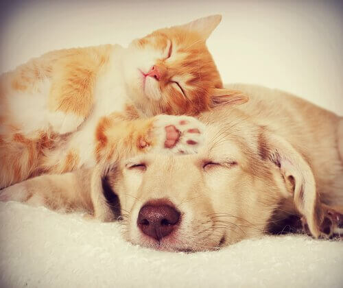 Gatto dorme con la testa su quella del suo amico cane