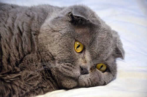 Gatto grigio disteso