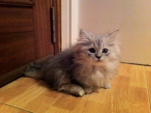 Gatto Napoleone, un gattino dolce dalle zampe corte