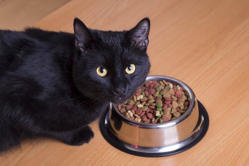 un gatto a pelo corto nero guarda in alto con accanto la ciotola di croccantini