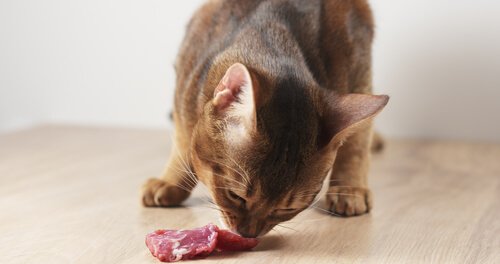 Gatto odora un pezzo di carne