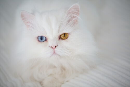un gatto persiano bianco con eterocromia