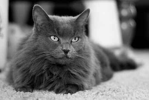 Gatto persiano in una foto in bianco e nero