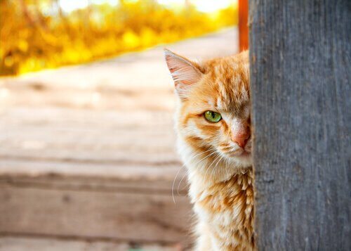 un gatto si nasconde dietro un palo