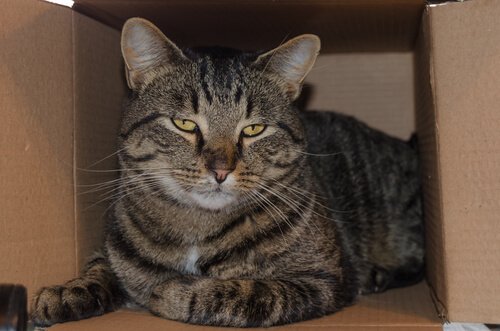Gatto si riposa dentro una scatola