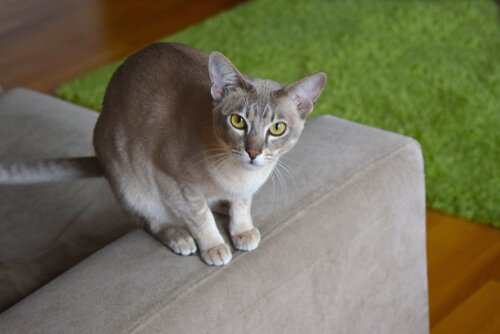 Gatto tonkinese sul bracciolo di un divano