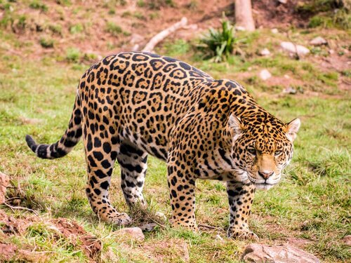 un giaguaro pronto ad attaccare
