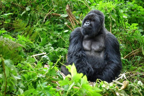 un gorilla di montagna muscoloso seduto tra le piante