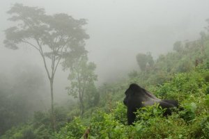 I gorilla di montagna crescono: raggiunti 1.000 esemplari