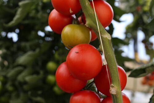 Grappolo di pomodori rossi da cogliere