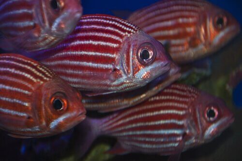 un gruppo di Pesci scoiattolo rossi