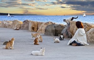 Perché bisogna controllare le colonie di gatti?