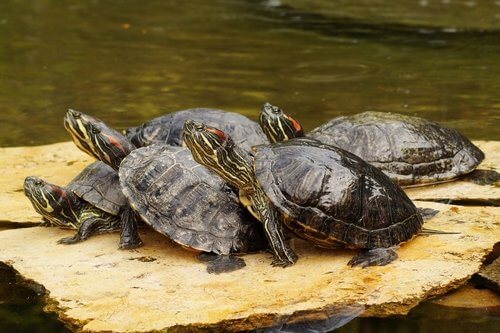 un gruppo di tartarughe d'acqua su una roccia