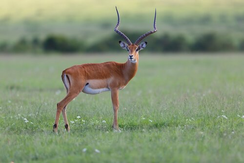 un impala maschio adulto 