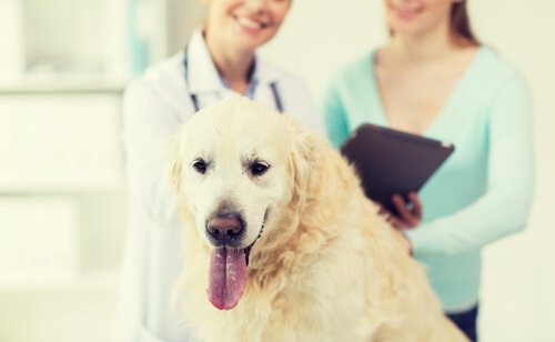 Golden Retriever dal veterinario con padrona