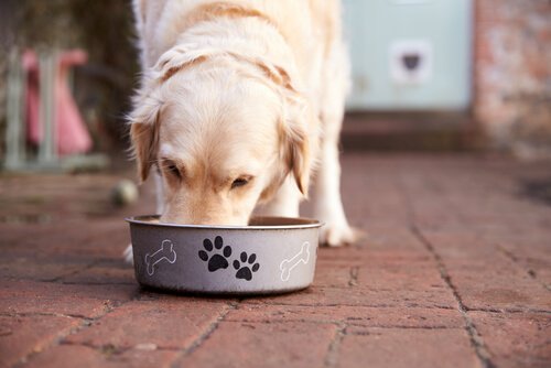 cane che mangia crocchette fatte in casa dalla ciotola