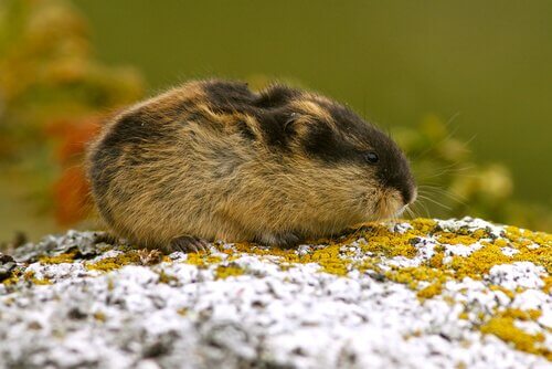 Lemming adulto annusa il muschio