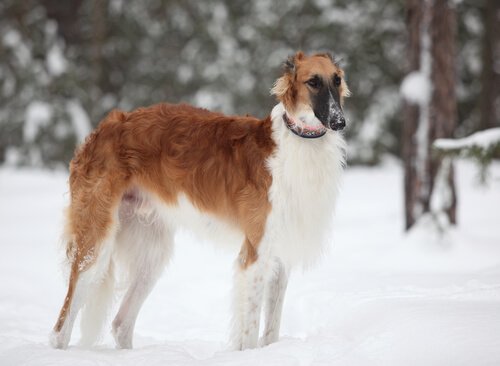 Borzoi
