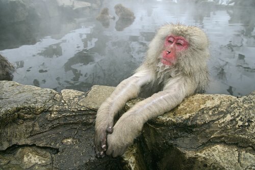 macaco giapponese aggrappato a una sporgenza rocciosa