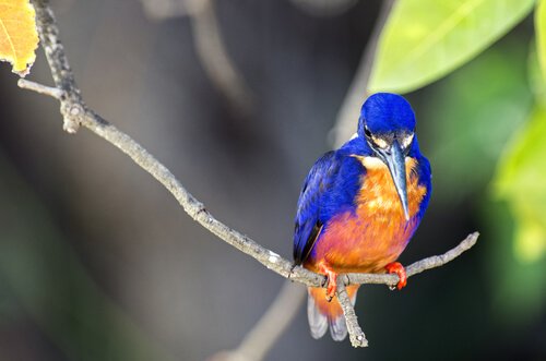 Martin pescatore azzurro orientale