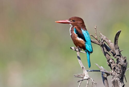 Martin pescatore di Smirne su un ramo di spine
