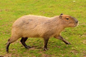 5 animali endemici del Sud America