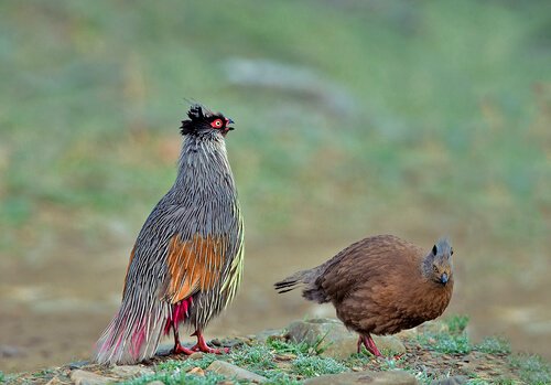 un maschio di fagiano rossosangue con una femmina