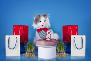 3 tipi di polpettone per gatti da preparare a casa