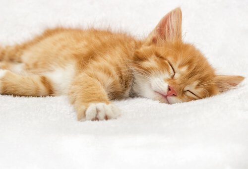 Cosa fare se il gatto dorme troppo?