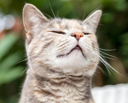 Gatto usa organo vomeronasale per respirare