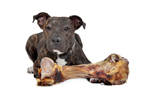 un molossoide con un osso gigante davanti