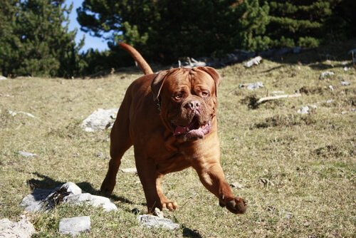 un molossoide corre su un prato