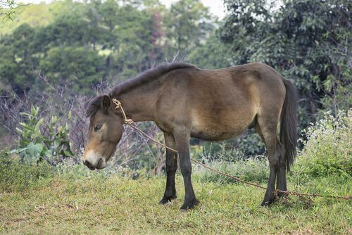 un mulo legato mentre bruca erba