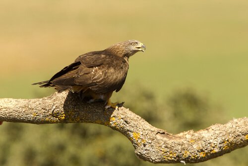 Nibbio bruno su un ramo con il becco aperto