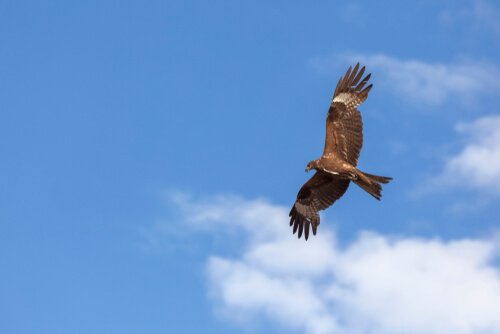 Nibbio bruno vola con le ali aperte