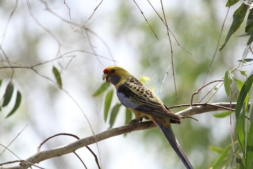 Parrocchetto della tasmania su un ramo