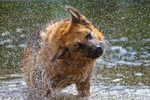 5 motivi perché un cane si scrolla