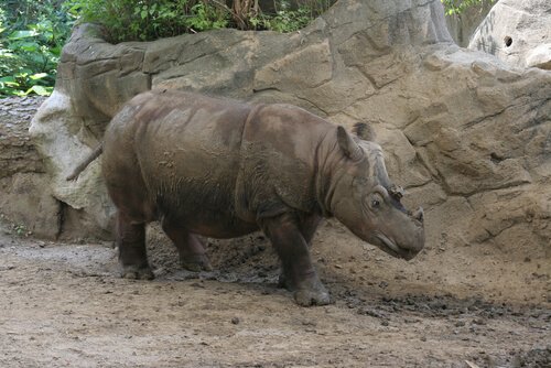 Rinoceronte di Sumatra in uno zoo
