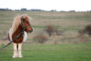 Pony: origine, caratteristiche e curiosità