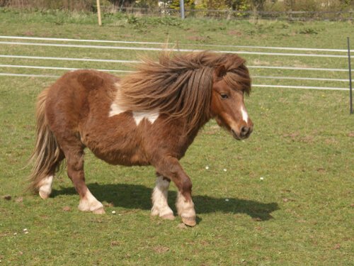 un piccolo Pony marrone corre in un recinto