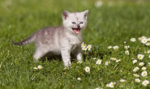 Tutto sul miagolio dei gatti