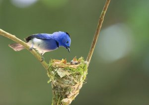 Gli uccelli, maestri nel costruire nidi