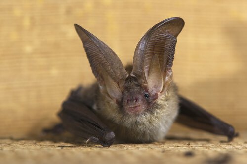 Pipistrello orecchione fermo sul suolo