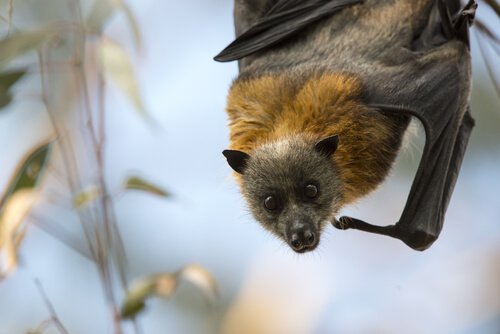 Pipistrello volpe alata testa dorata