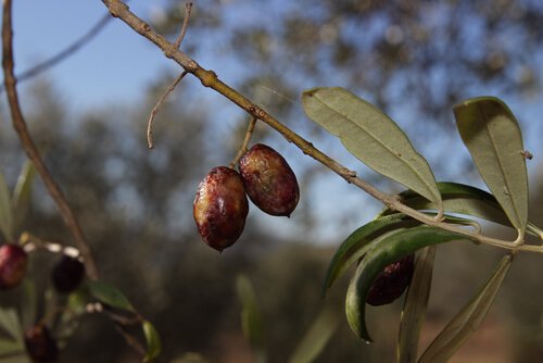 Olive pendono da un ramo