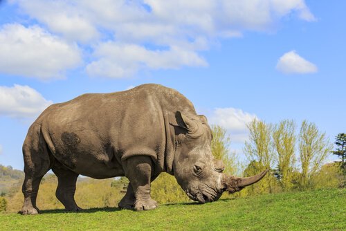 5 specie di rinoceronti più interessanti