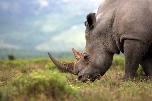 Rinoceronte bruca l'erba