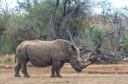 un rinoceronte di profilo nella savana